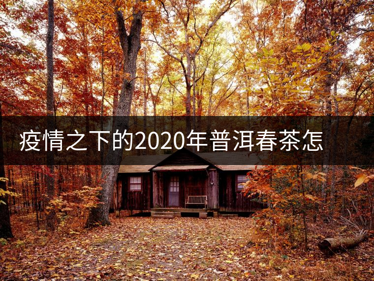 疫情之下的2020年普洱春茶怎么辦？春天會遲到，但一定會來