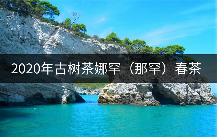 2020年古樹茶娜罕（那罕）春茶價(jià)格是多少？