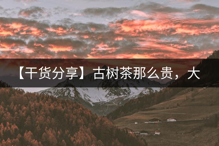 【干貨分享】古樹茶那么貴，大家為什么還在瘋狂追求？