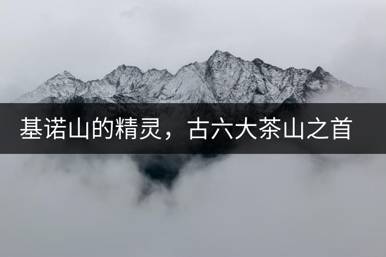 基諾山的精靈，古六大茶山之首武侯遺種攸樂古樹茶