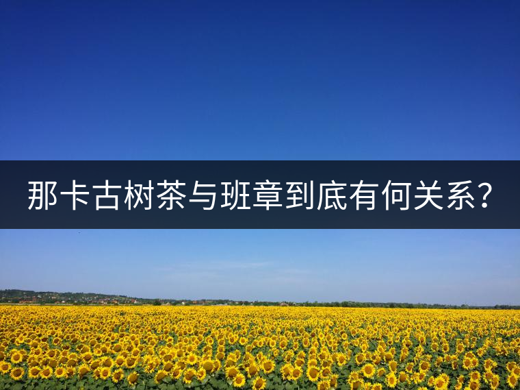 那卡古樹茶與班章到底有何關(guān)系？