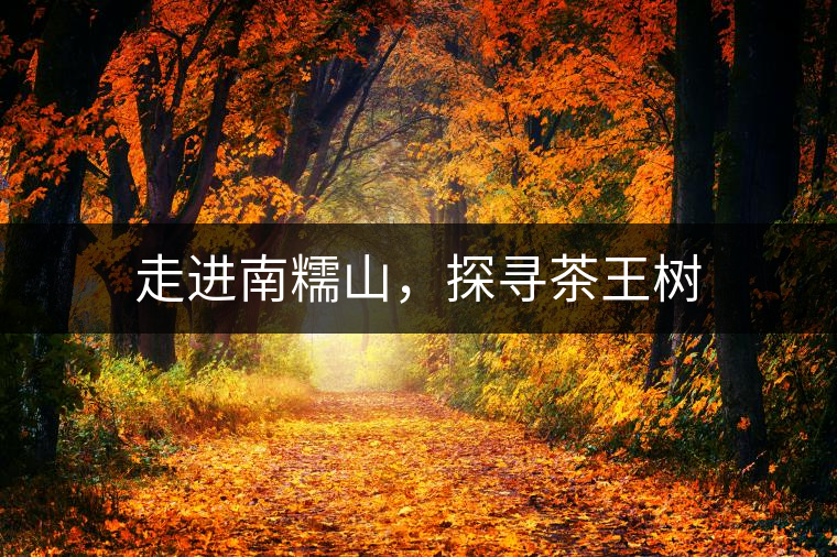 走進(jìn)南糯山，探尋茶王樹(shù)