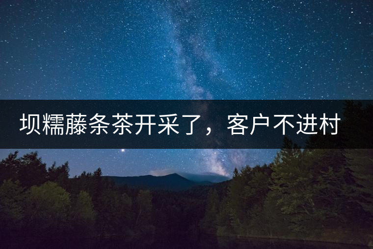 壩糯藤條茶開(kāi)采了，客戶不進(jìn)村，村民怎么賣茶？