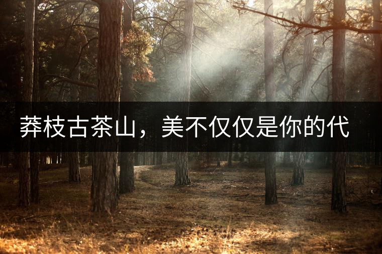莽枝古茶山，美不僅僅是你的代名詞