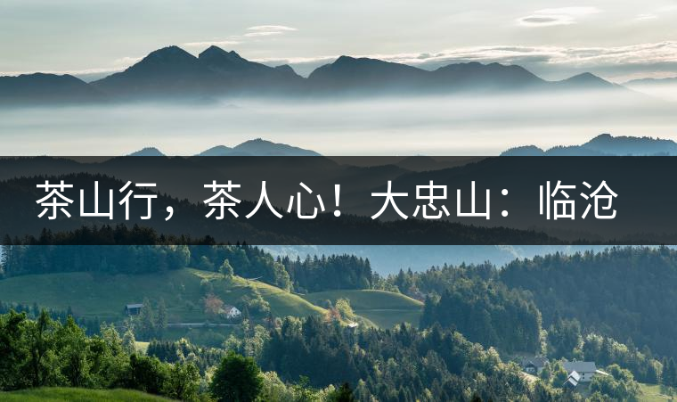 茶山行，茶人心！大忠山：臨滄之龍，雪山之熊