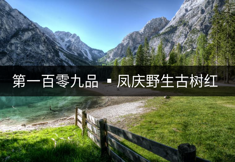 第一百零九品 ?鳳慶野生古樹紅茶