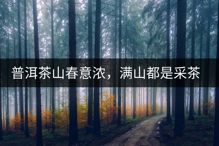 普洱茶山春意濃，滿山都是采茶人