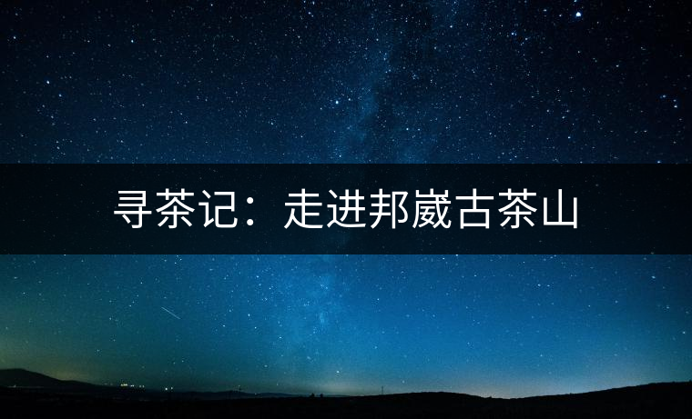 尋茶記：走進(jìn)邦崴古茶山