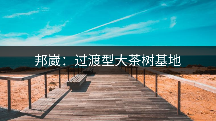 邦崴:過(guò)渡型大茶樹(shù)基地 邦崴:過(guò)渡型大茶樹(shù)基地