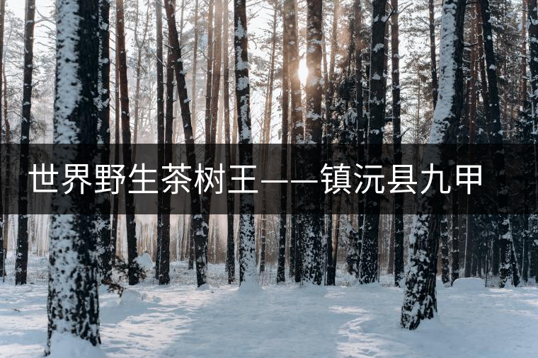 世界野生茶樹王——鎮(zhèn)沅縣九甲鄉(xiāng)千家寨大茶樹