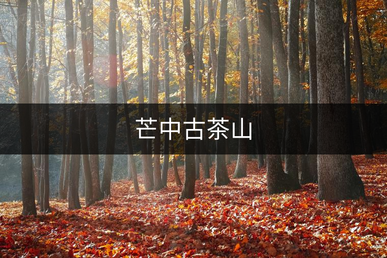 芒中古茶山