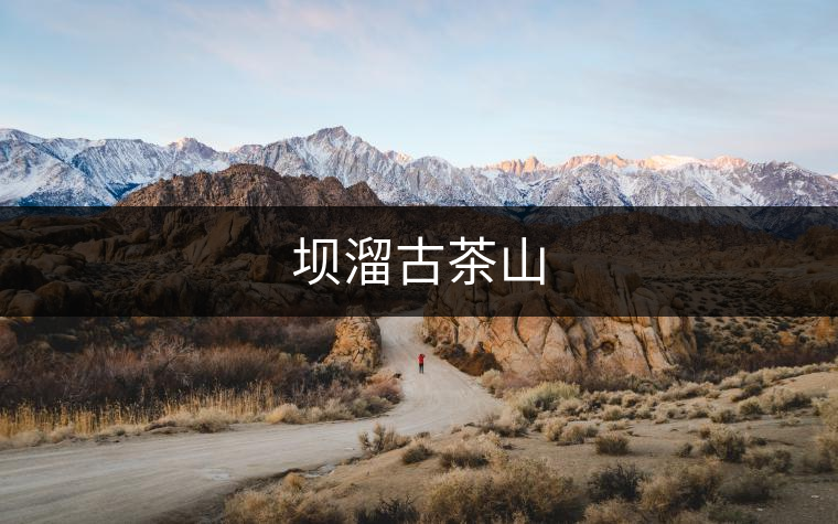 壩溜古茶山