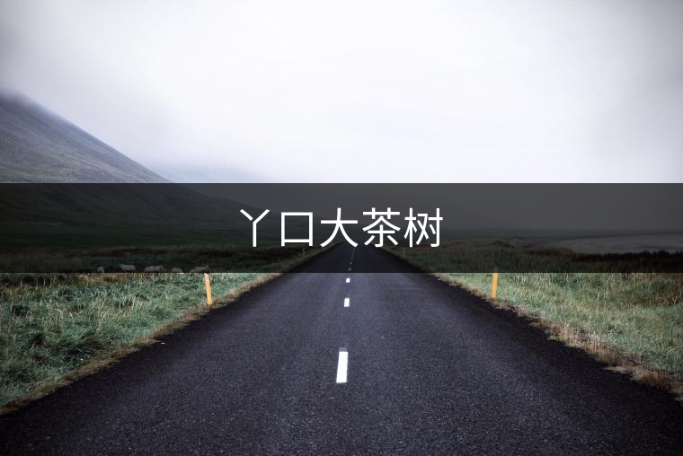 丫口大茶樹