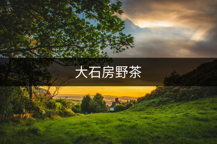 大石房野茶 大石房野茶