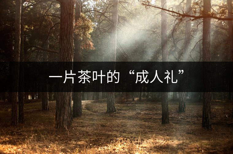 一片茶葉的“成人禮”
