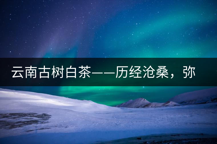 云南古樹白茶——歷經(jīng)滄桑，彌足珍貴