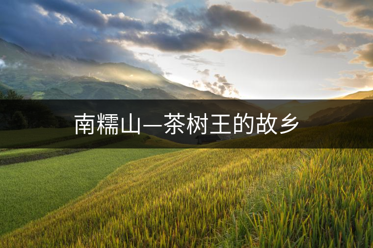 南糯山—茶樹王的故鄉(xiāng) 南糯山—茶樹王的故鄉(xiāng)