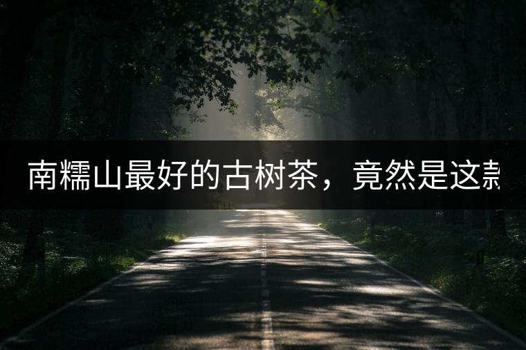 南糯山最好的古樹(shù)茶，竟然是這款！