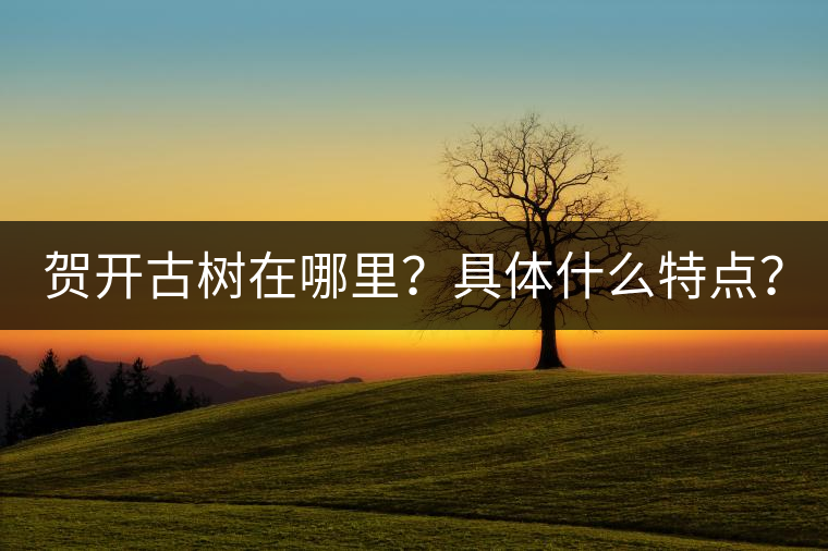 賀開古樹在哪里？具體什么特點？