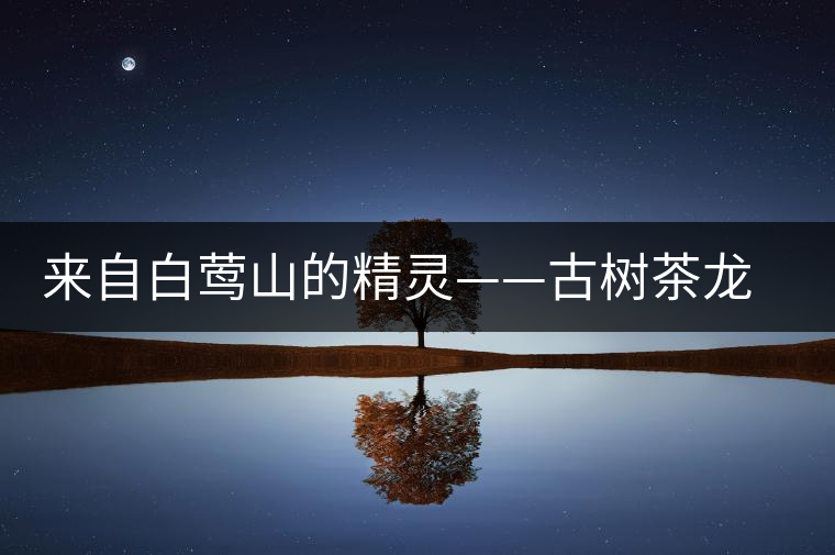 來自白鶯山的精靈——古樹茶龍珠