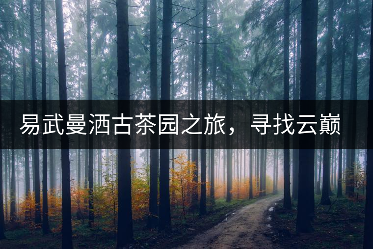 易武曼灑古茶園之旅，尋找云巔上的好茶