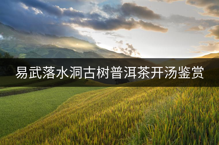 易武落水洞古樹普洱茶開湯鑒賞
