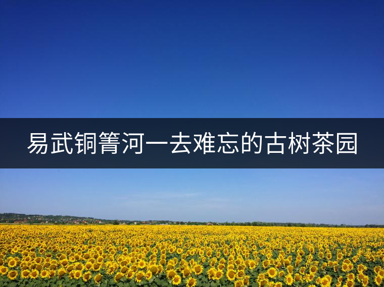 易武銅箐河一去難忘的古樹(shù)茶園