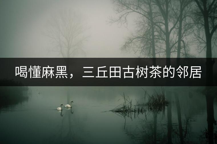 喝懂麻黑，三丘田古樹茶的鄰居