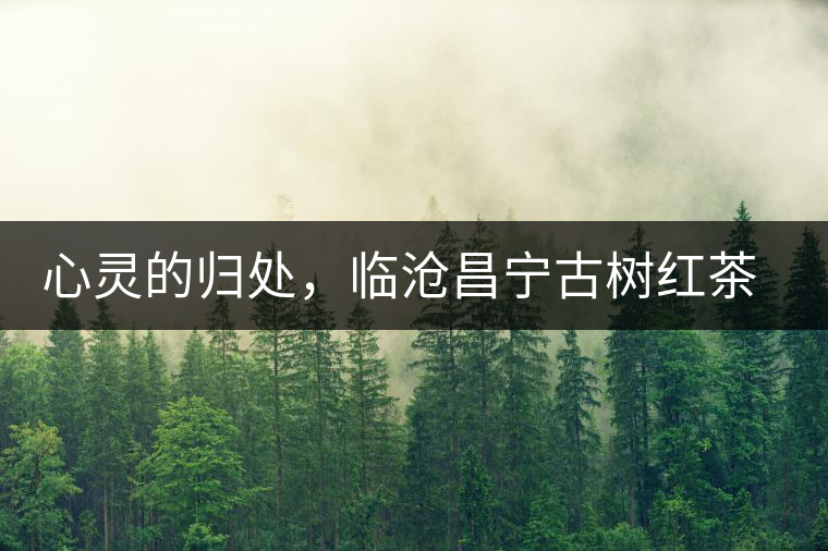 心靈的歸處，臨滄昌寧古樹(shù)紅茶介紹