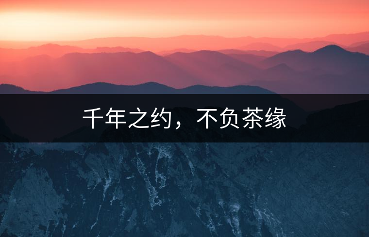 千年之約，不負茶緣
