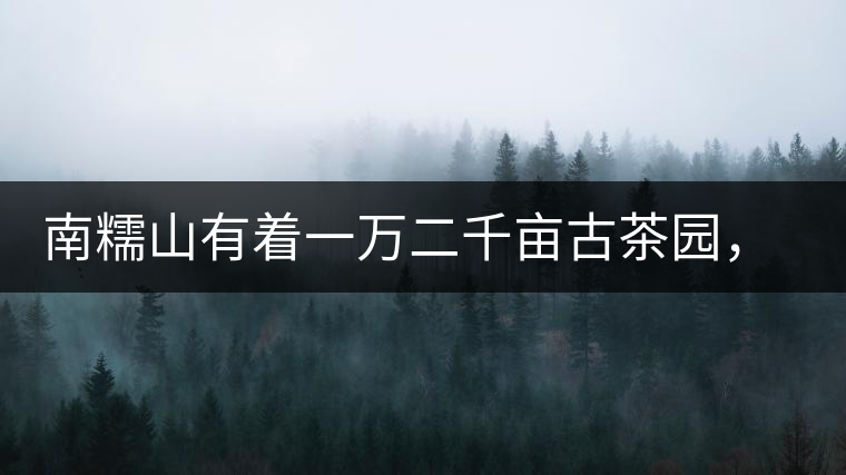 南糯山有著一萬二千畝古茶園，還有一棵枯死八百年樹齡的茶王樹