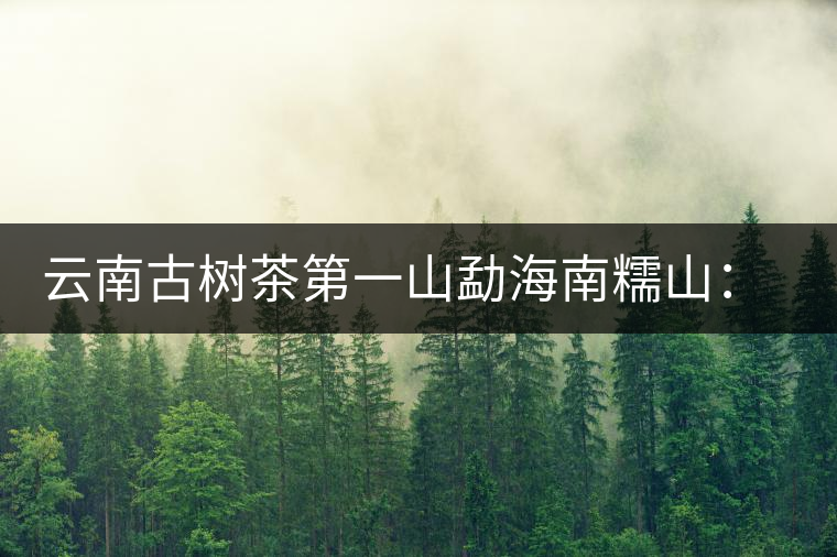 云南古樹(shù)茶第一山勐海南糯山：筍醬飄香的地方