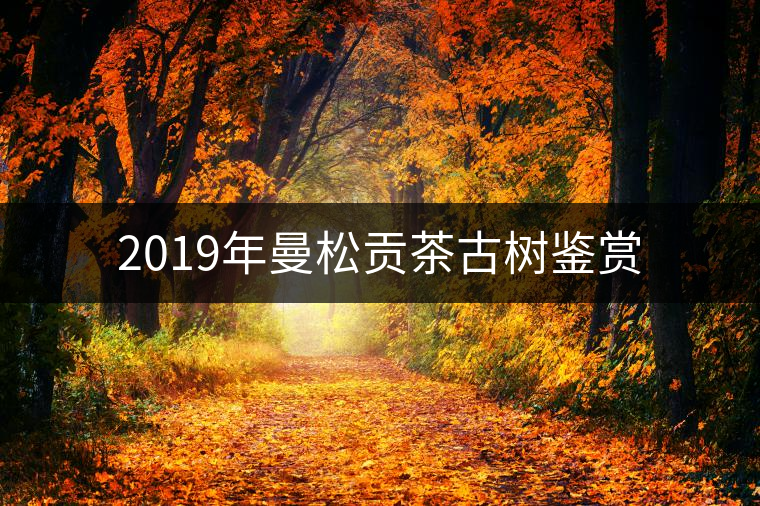 2019年曼松貢茶古樹鑒賞