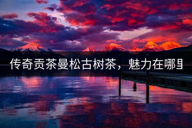 傳奇貢茶曼松古樹茶，魅力在哪里？