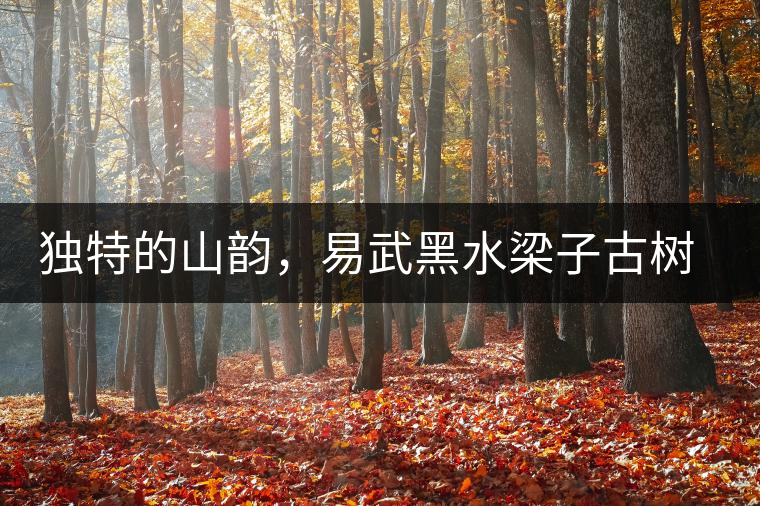 獨特的山韻，易武黑水梁子古樹茶特點介紹