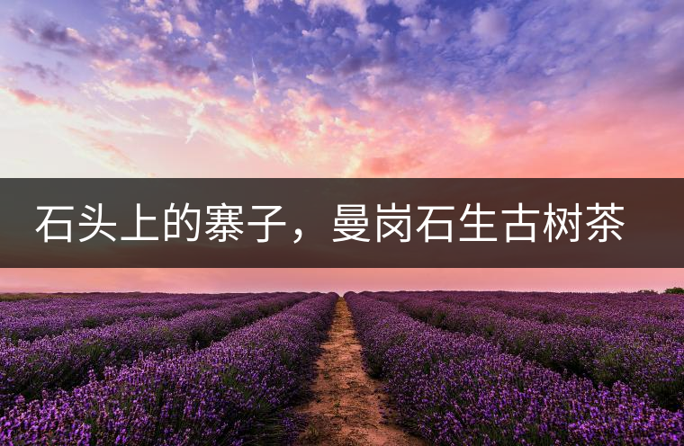 石頭上的寨子，曼崗石生古樹茶特點(diǎn)介紹