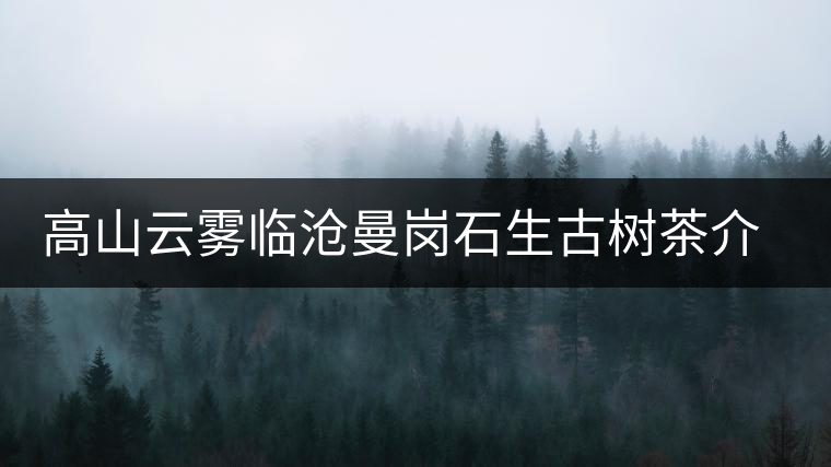 高山云霧臨滄曼崗石生古樹茶介紹