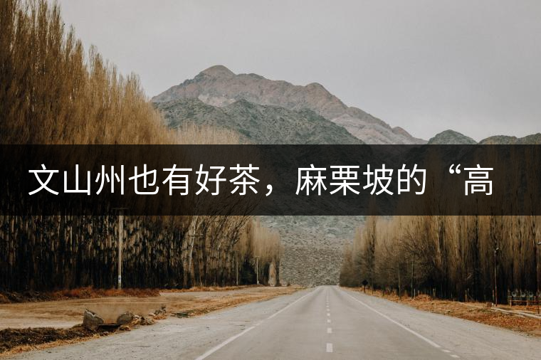 文山州也有好茶，麻栗坡的“高朋”古樹茶