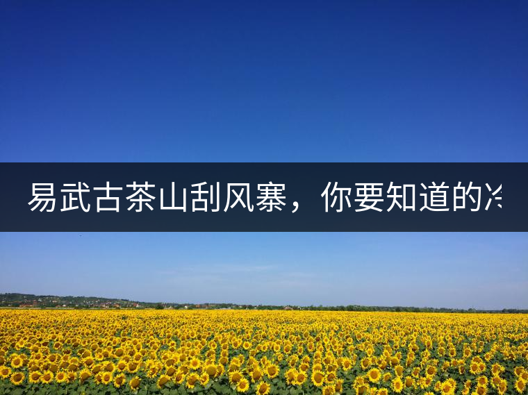 易武古茶山刮風(fēng)寨，你要知道的冷知識(shí)！