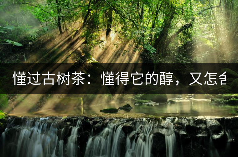 懂過古樹茶：懂得它的醇，又怎舍錯過它的美！
