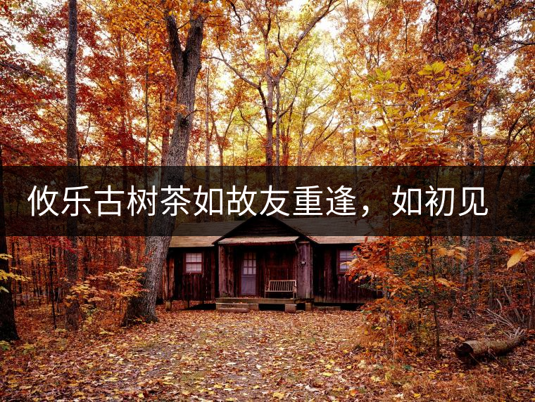 攸樂古樹茶如故友重逢，如初見傾心