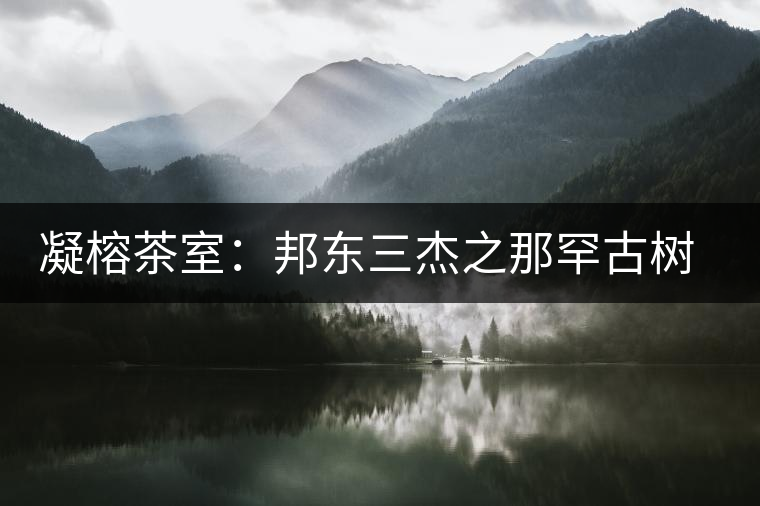 凝榕茶室：邦東三杰之那罕古樹生普