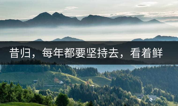 昔歸，每年都要堅(jiān)持去，看著鮮葉都是香甜的