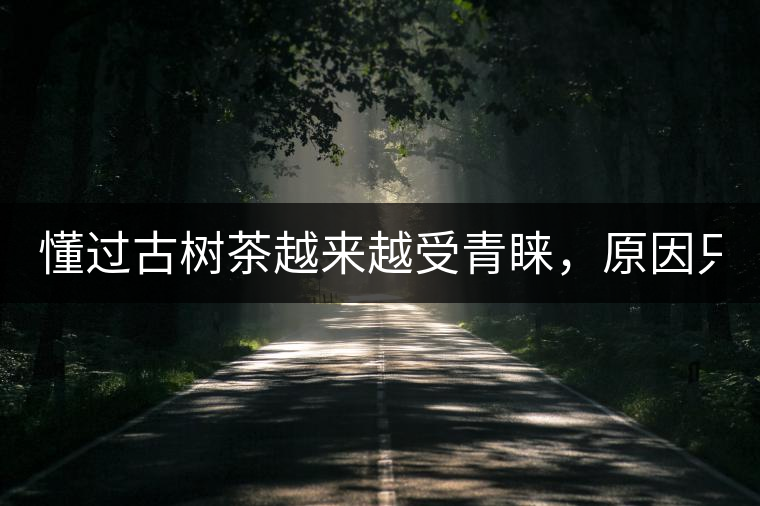 懂過古樹茶越來越受青睞，原因只有兩個(gè)！