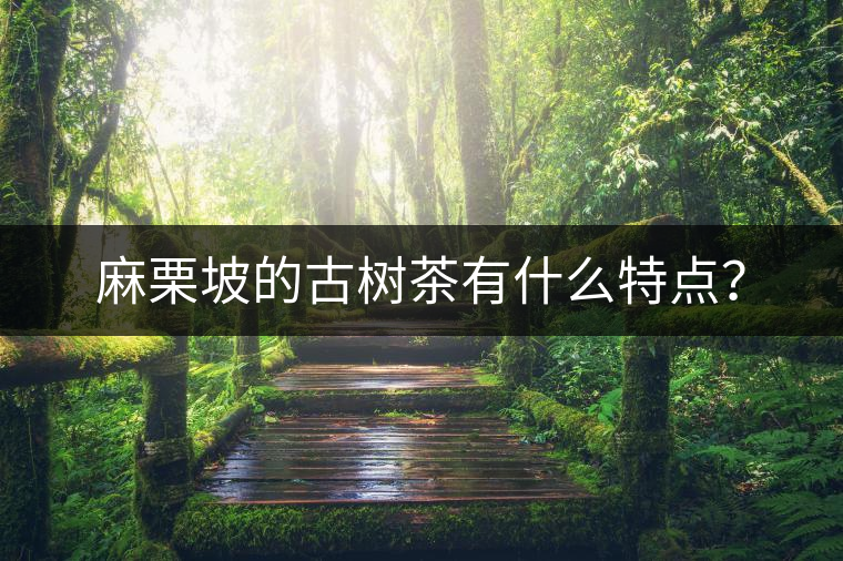 麻栗坡的古樹茶有什么特點(diǎn)？