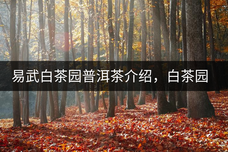 易武白茶園普洱茶介紹，白茶園古樹茶口感特點(diǎn)