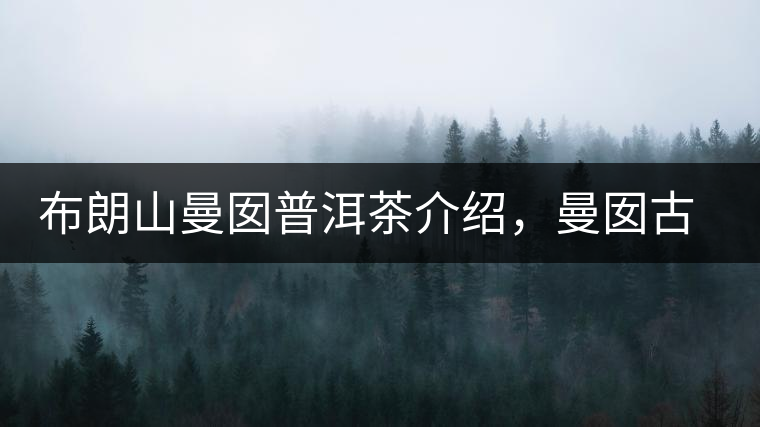 布朗山曼囡普洱茶介紹，曼囡古樹茶口感特點(diǎn)
