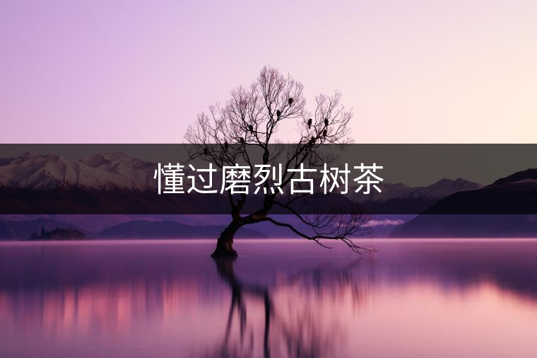 懂過(guò)磨烈古樹(shù)茶