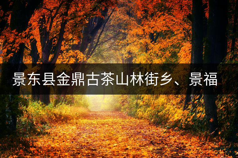 景東縣金鼎古茶山林街鄉(xiāng)、景福鄉(xiāng)、東鎮(zhèn)普洱茶
