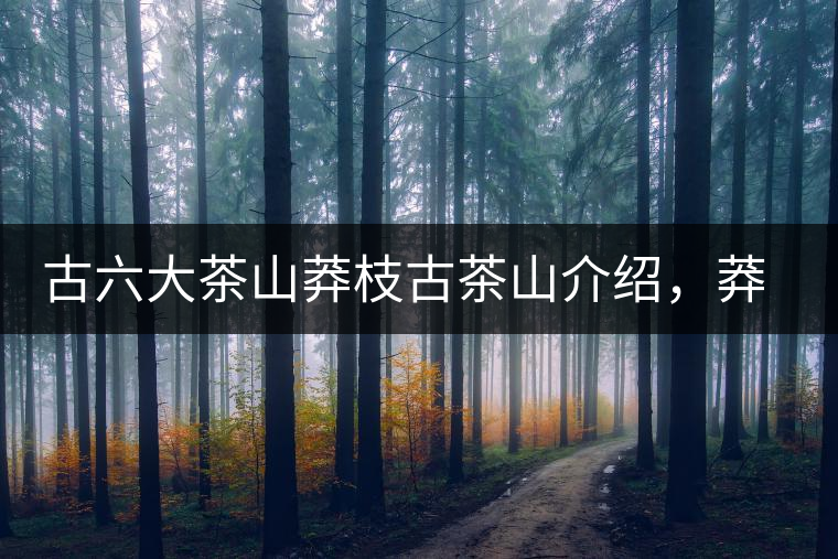 古六大茶山莽枝古茶山介紹，莽枝古樹茶口感特點